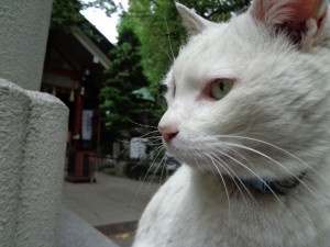天祖神社　猫
