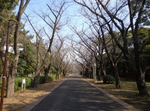 辰巳の森緑道公園⑩