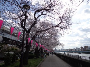 隅田川沿い　桜並木②