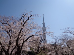 隅田公園　桜①