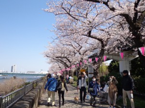隅田公園　桜④