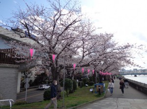 隅田川沿い　桜並木①