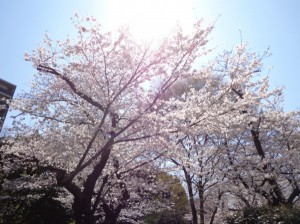 隅田公園　桜②