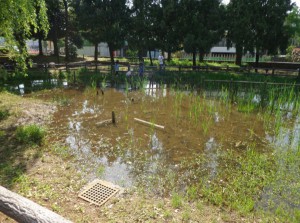 仙台堀川公園　がまの池